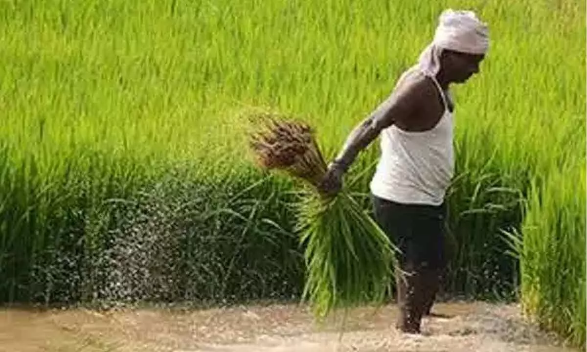 Rains devastate farmers in Centre-State paddy fight