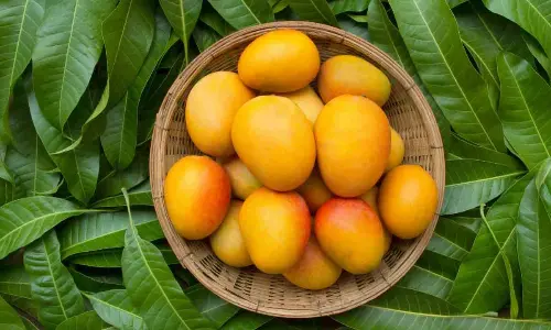 During summer, in India, people tend to eat mangoes, as it is a seasonal fruit and it is very delicious. And, it also offers varied medical benefits.