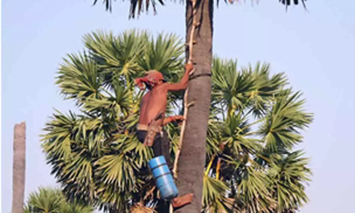 Toddy tapper falls from palm tree