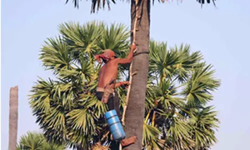 Commercialisation of toddy led to adulteration; it is an attack on tappers’ profession