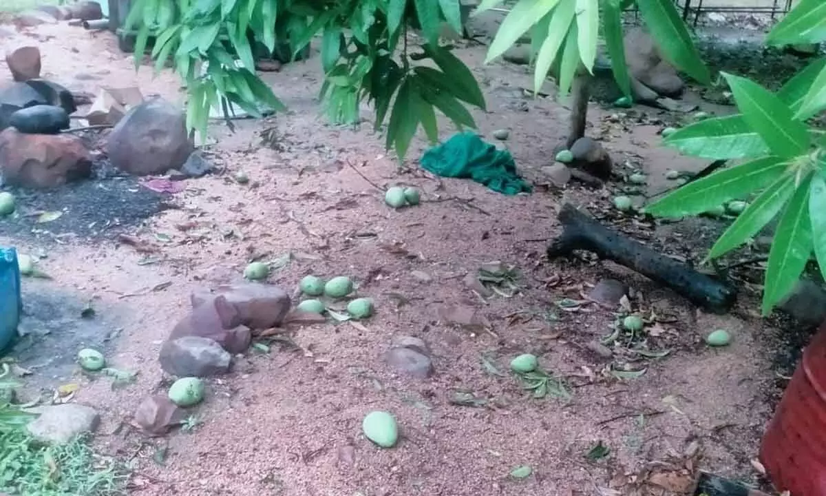 Damaged mangoes in Chittoor district.