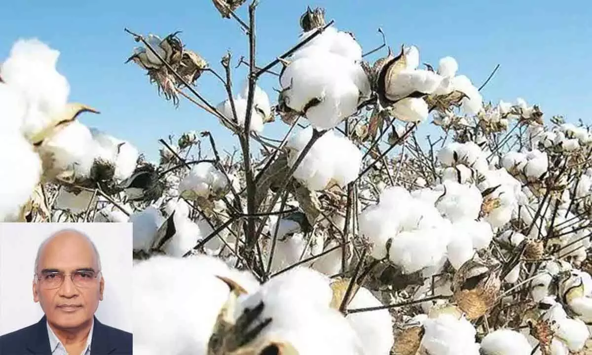 Illegal HtBt cotton seed sales hit industry hard