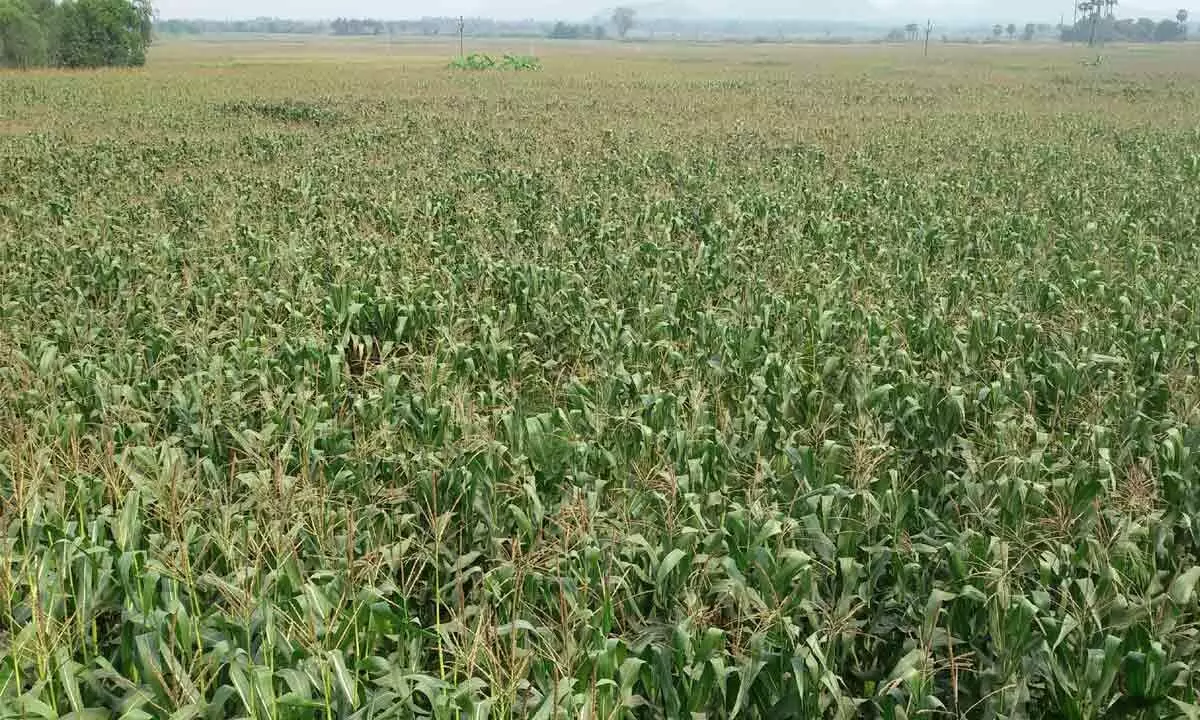 Farmers switch to maize for good return