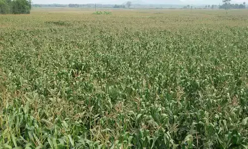 Farmers switch to maize for good return