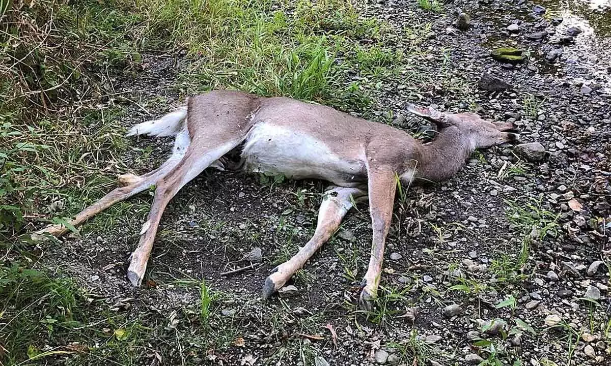 Parched deer dies in search of water