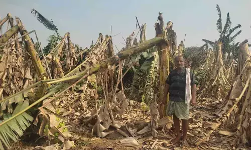 Banana plantations damaged due to strong gales at Bommuvanipalem village of Kollipara mandal on Saturday night
