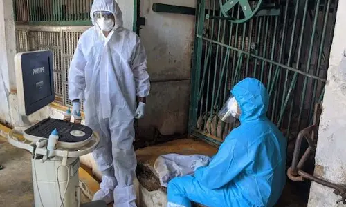 Covid test for animals in zoo and pets