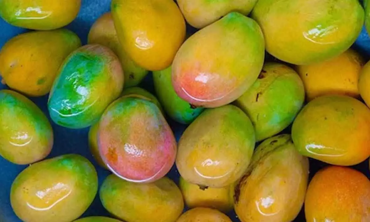 Experts suggest that soaking mango in water before eating is very beneficial for health. This practice, besides getting rid of dirt and chemicals, it also offers numerous scientific benefits.