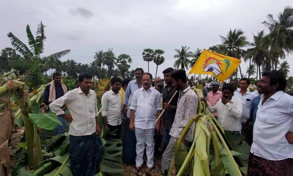 TDP politburo member Nakka Anand Babu inspecting damaged banana plantations in Kolluru mandal on Tuesday