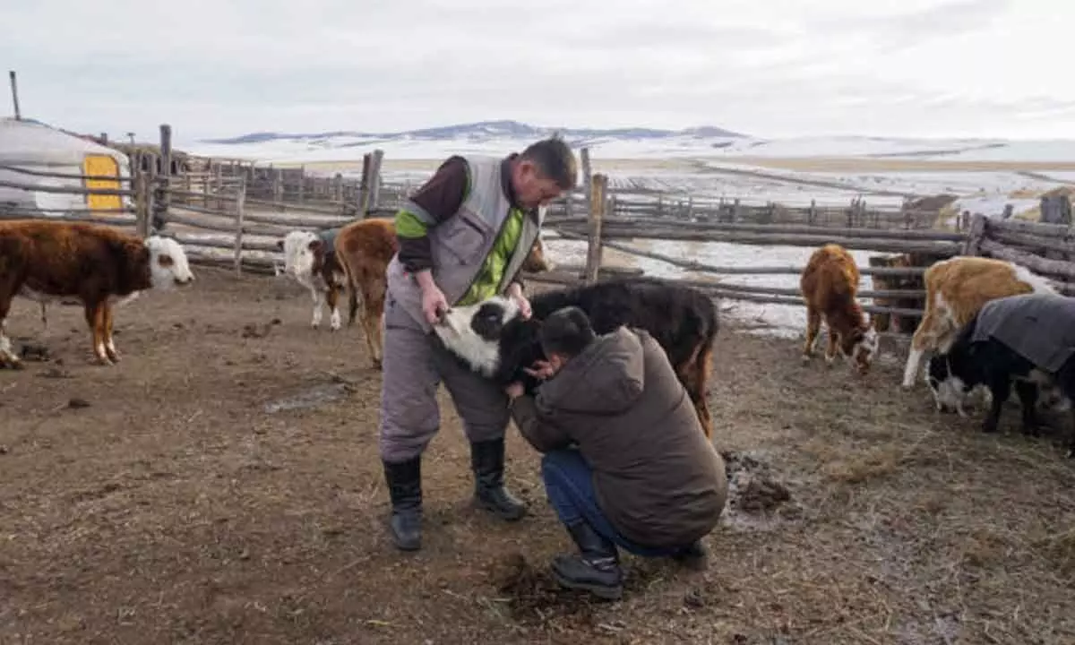 Around 5million animals vaccinated against foot-and-mouth disease in Mongolia