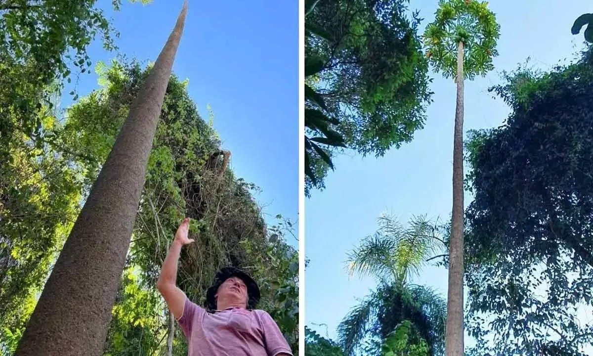 Papaya Tree From Brazil Entered Guinness World Record