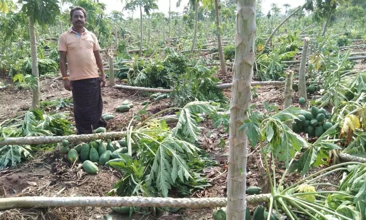 Damaged papaya crops in Parvathipuram district
