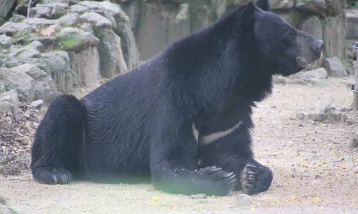 BBP loses Himalayan black bear