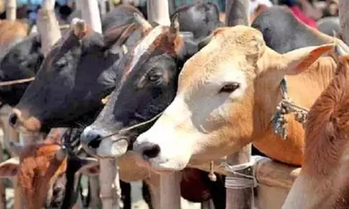 Law saves buffalo from sacrifice, but ox falls prey to custom