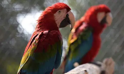 World Migratory Bird Day