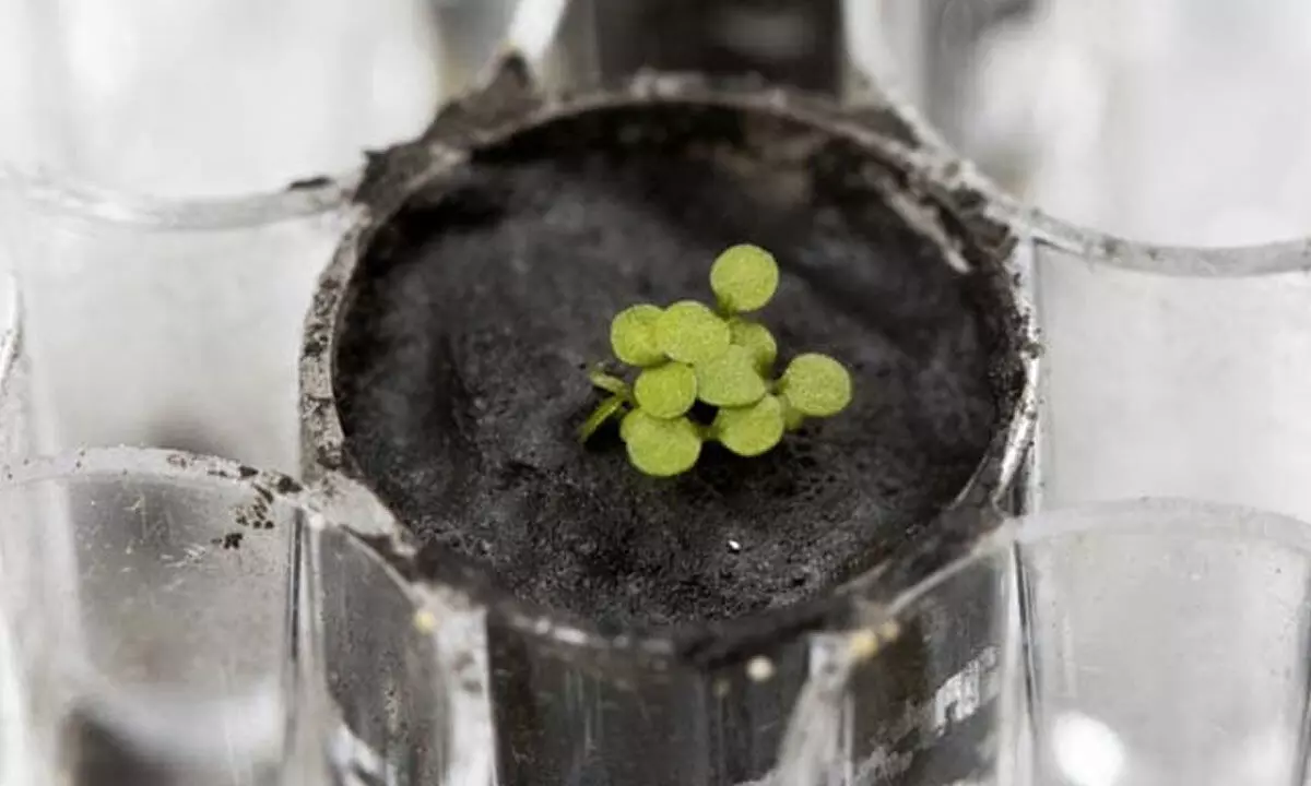 The seeds sprouted in moon soil within three days.