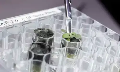 Scientists grow plants in soil from Moon for first time