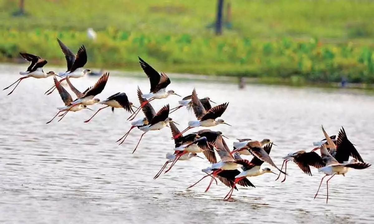 Bihar conducts first water bird census, finds 202 species