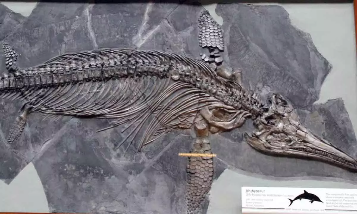 Representational image of an ichthyosaur skeleton