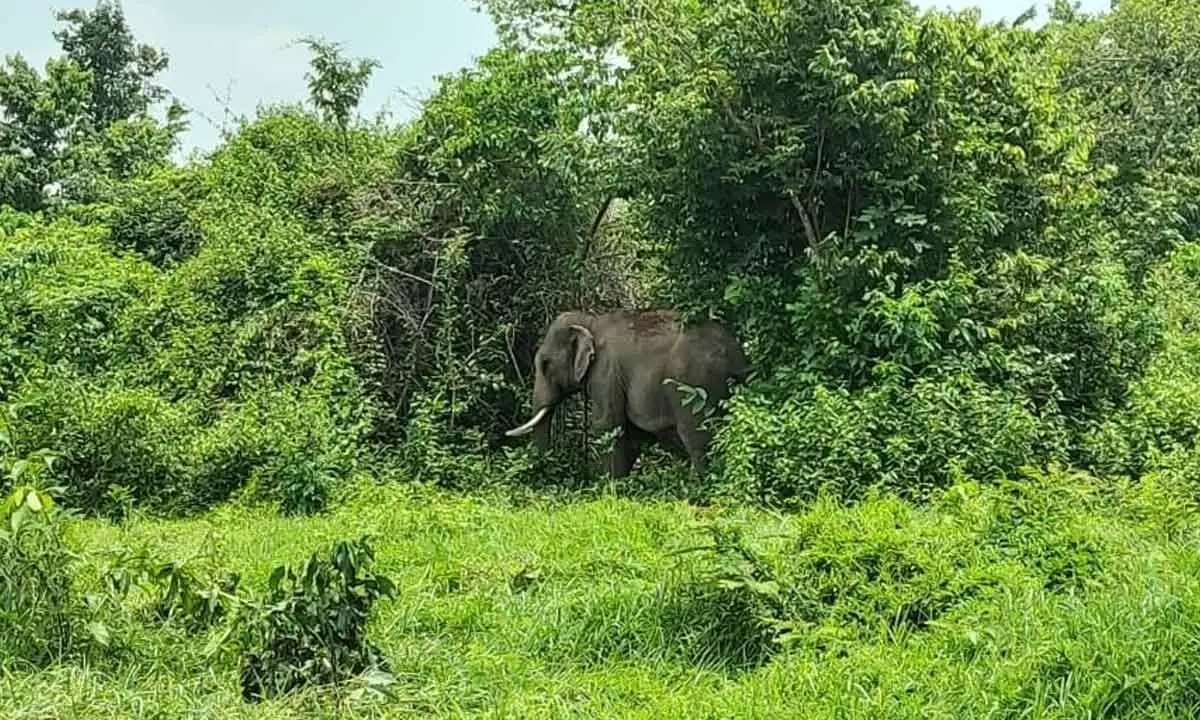 Elephant Nanda dies at Chandaka Wildlife Sanctuary