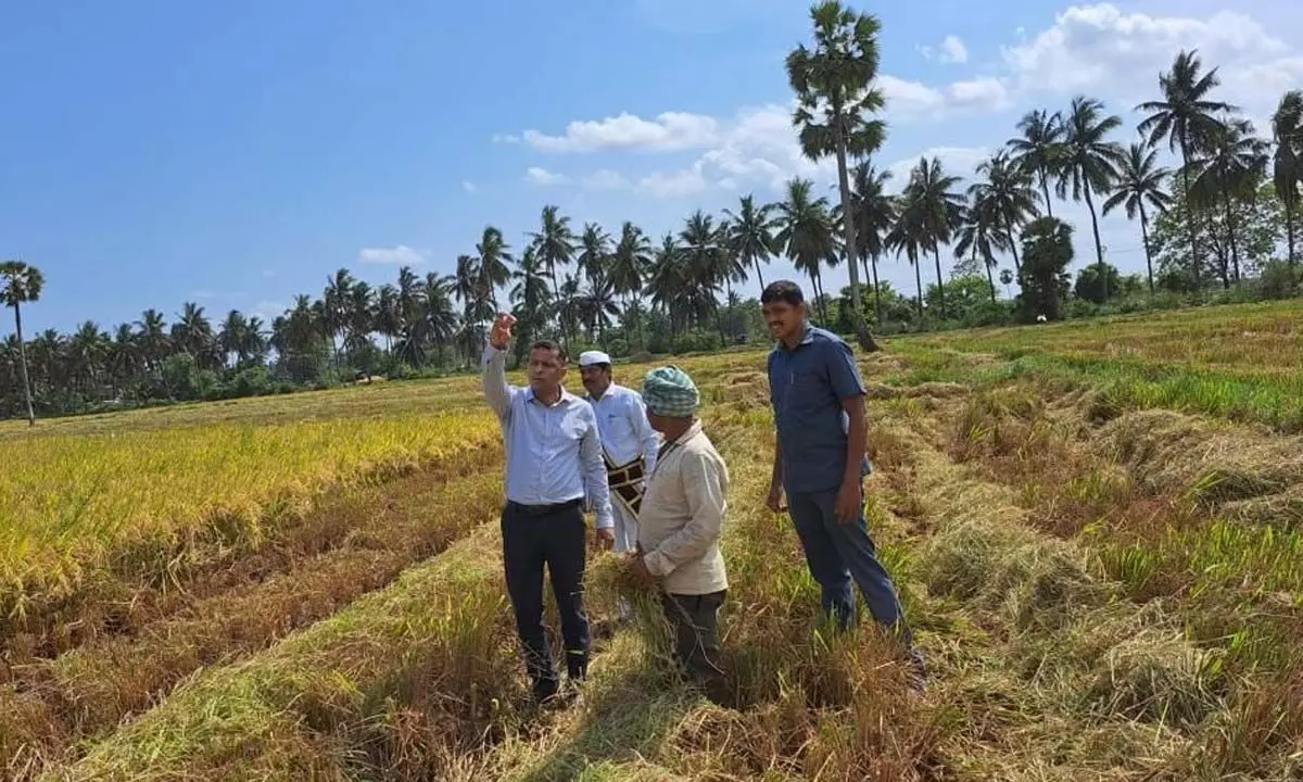 Konaseema District Collector Himanshu Shukla inspecting paddy fields at Kumduru village on Tuesday