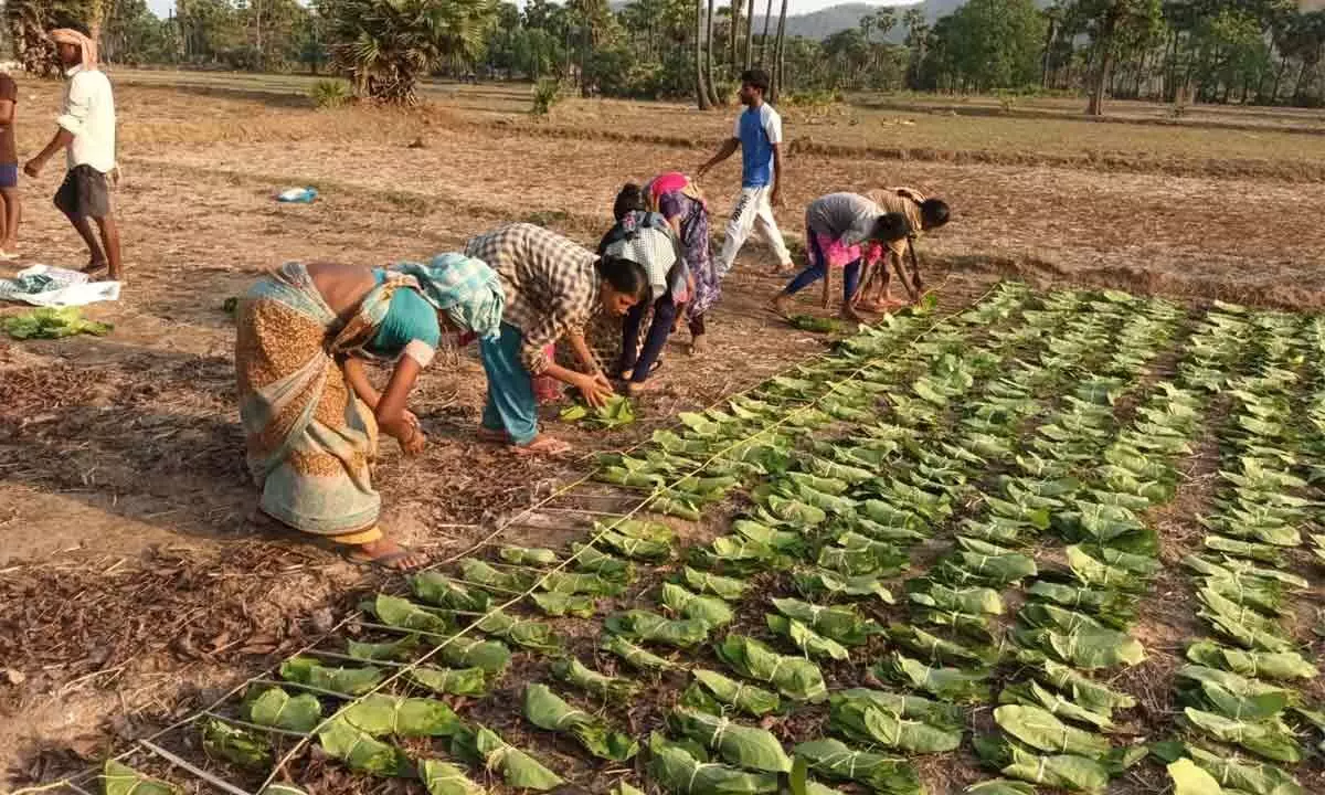 Tribal people making bundles of beedi leaves in Chintur division