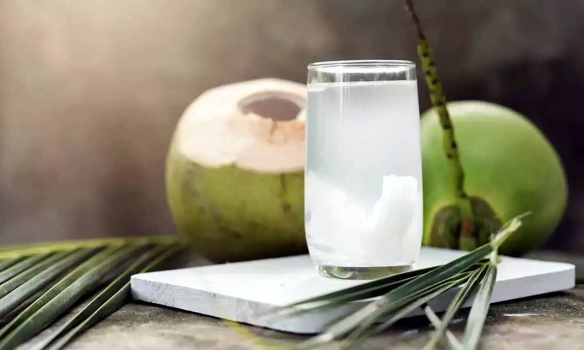 Drinking excessive coconut water is not good for health.