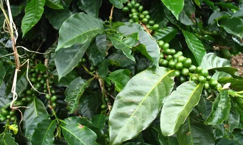 Coffee leaf beverage set to be launched by next month