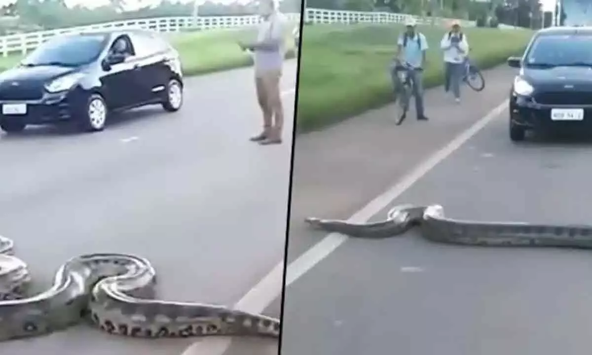 Watch The Trending Video Of A Giant Anaconda Crossing A Road