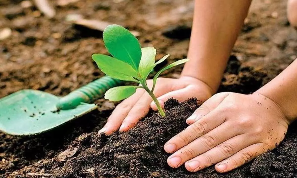 DoE asks schools to plant 1.5 lakh saplings