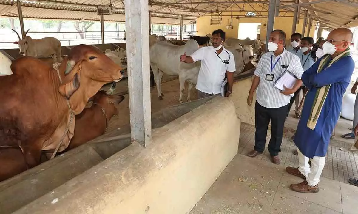 TTD Goshala takes steps to increase milk output