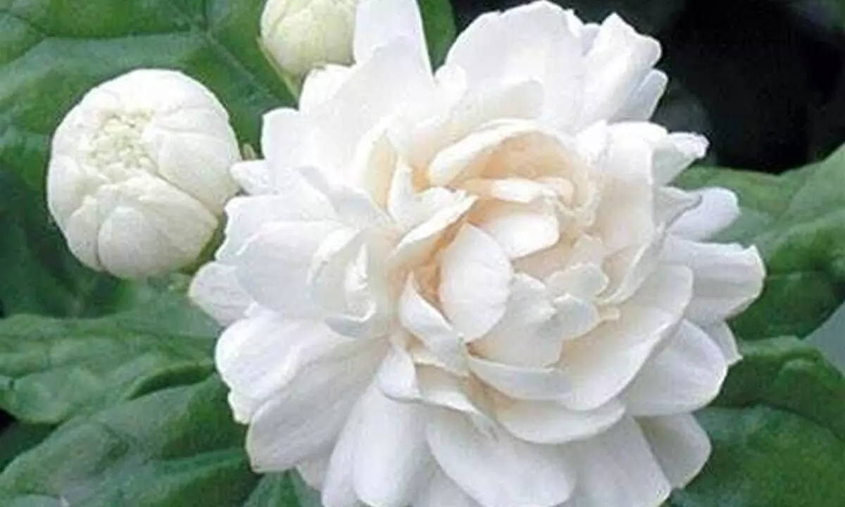 Jasmine flowers have been cultivated for more than thousand years for its fragrance.