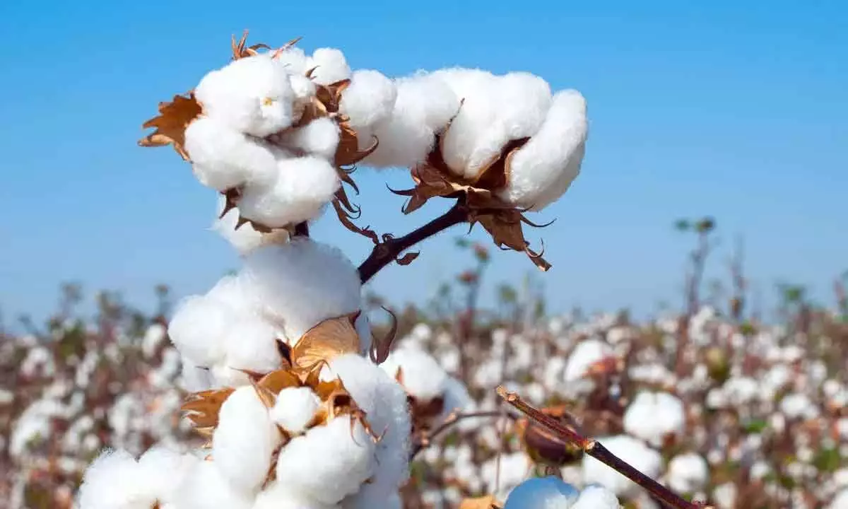 Trade of spurious cotton seeds thrives despite govt surveillance