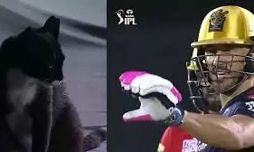 Whats up with the black cat?