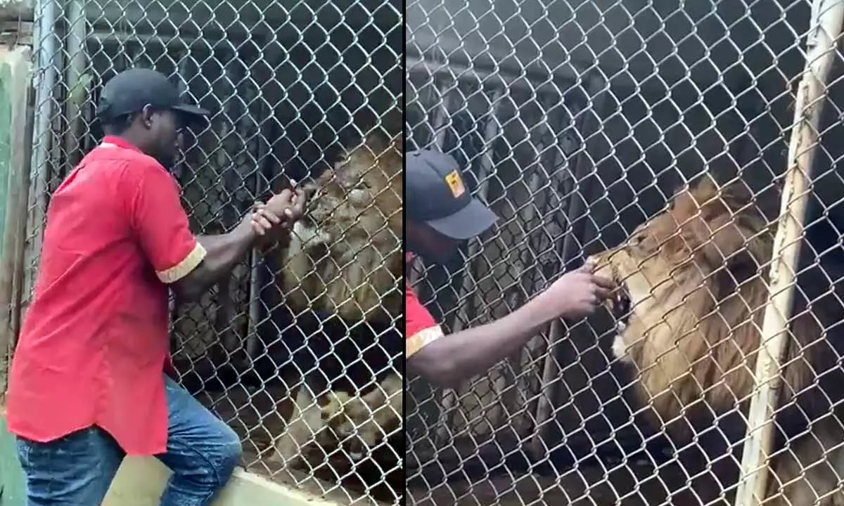 Watch The Trending Video Of A Lion Biting Man