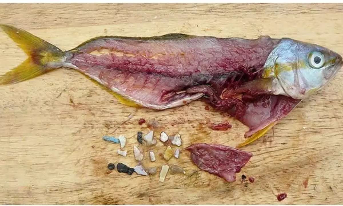 Microplastics found in fish in Alaknanda river