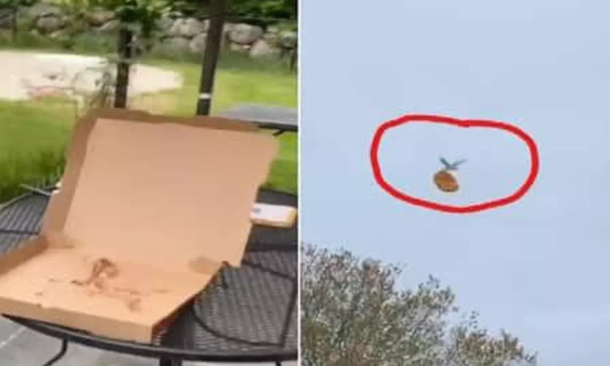 Watch The Trending Video Of A Bird Flying Away With Womans Pizza