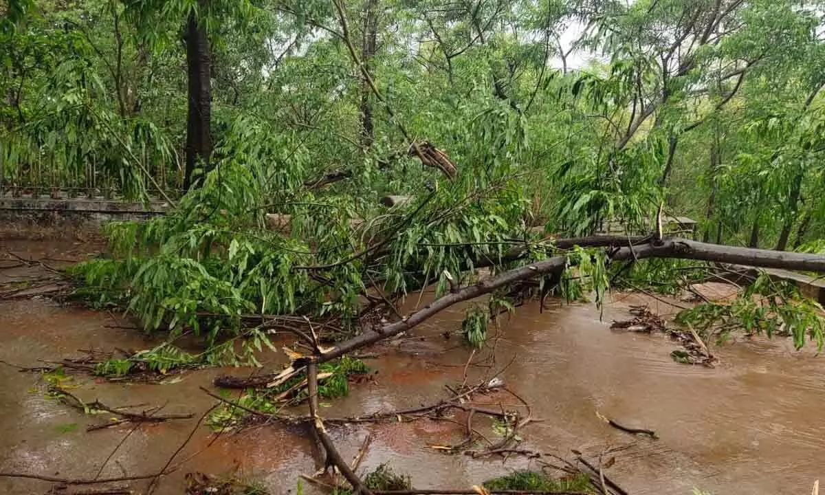 The uprooted trees and its broken branches fell across the road at Papavinasanam in Tirumala on Thursday due to heavy downpour followed by gusty winds.