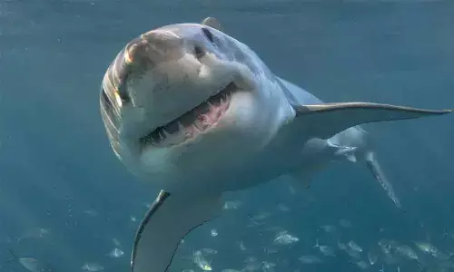 Sharkcano Eruption Captured By NASA