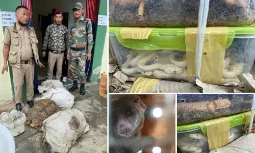 468 exotic animals seized in Mizoram, 5 held