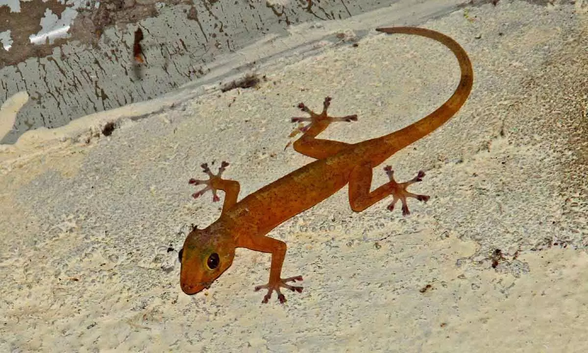 Golden Gecko spotted by Karthik Sai in Seshachalam hills.