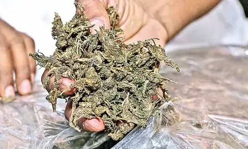 286 kg ganja seized, 1 arrested