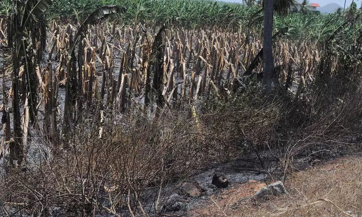 The burned banana plantation at Karakatta road near Undavalli village on Sunday	Photo: Ch Venkata Mastan