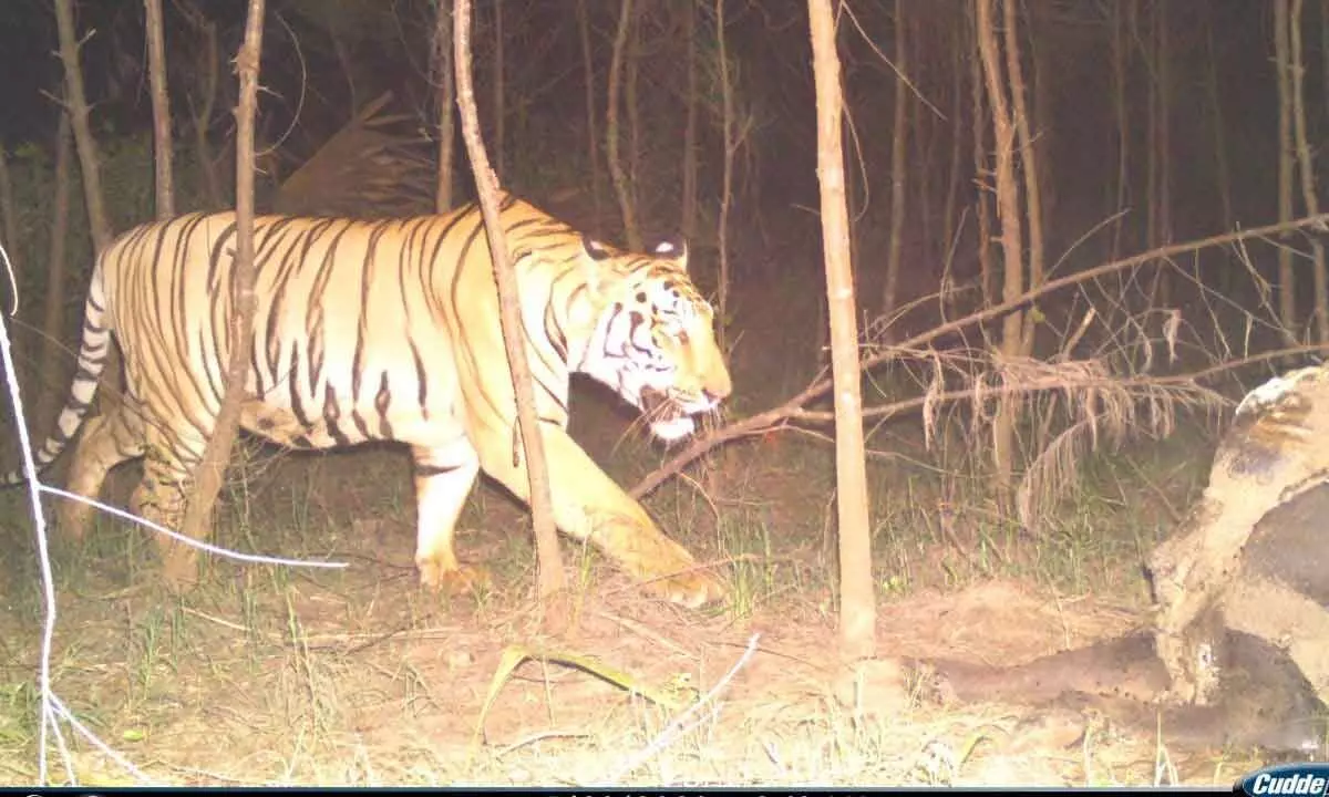 The Royal Bengal tiger that was sighted near Potuluru village in Kakinada district on Sunday