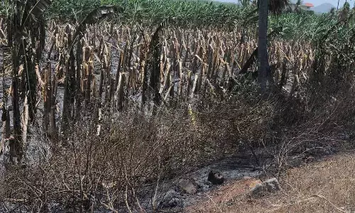 The burned banana plantation at Karakatta road near Undavalli village on Sunday	Photo: Ch Venkata Mastan