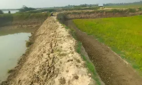 Fish and prawn ponds arranged adjacent to paddy farmlands at Noupada village