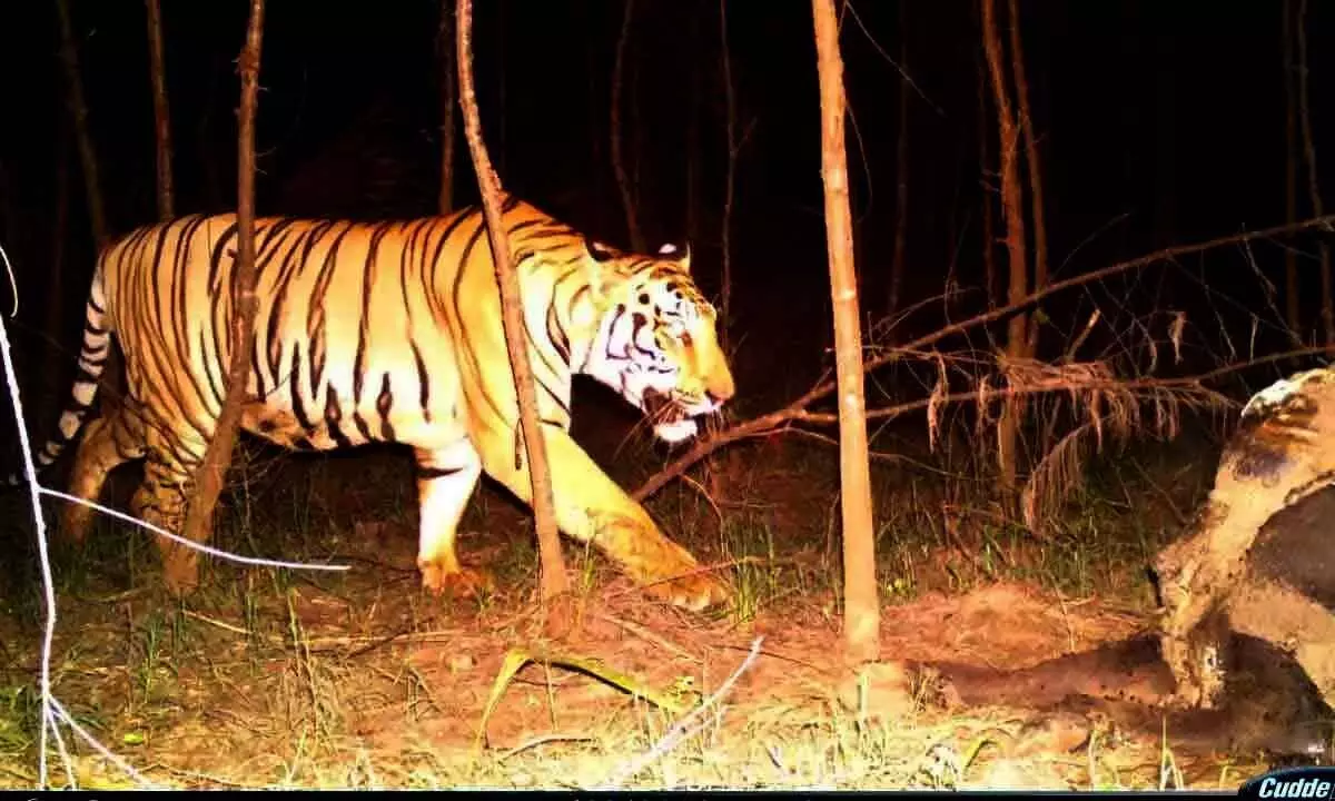 The Royal Bengal tiger that was sighted near Potuluru village in Kakinada district