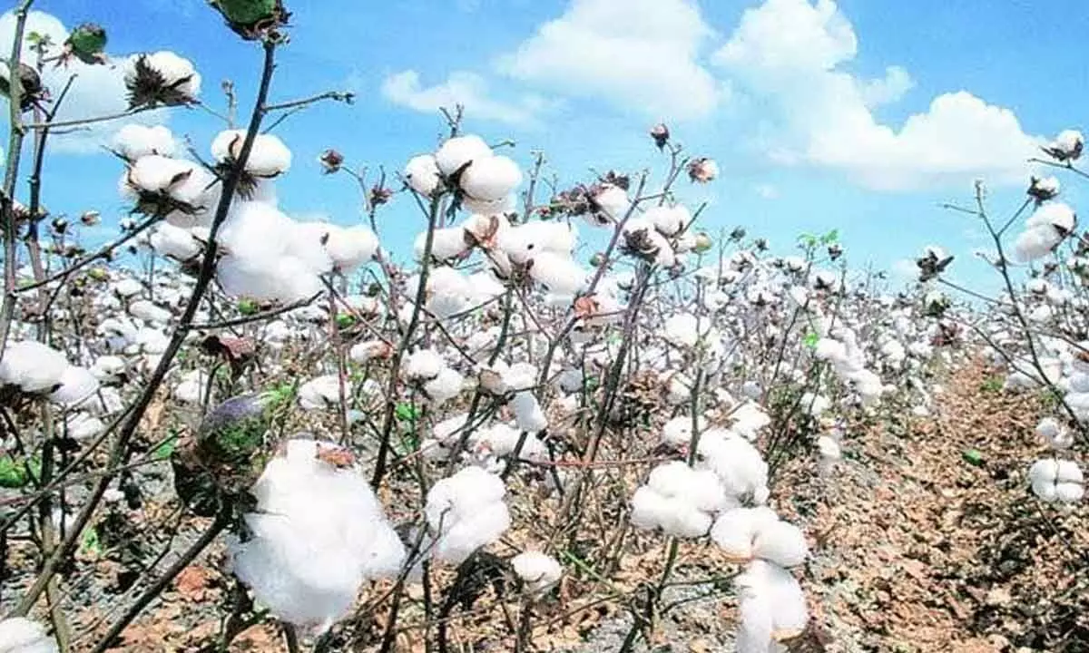 Cotton crop in Anantapur