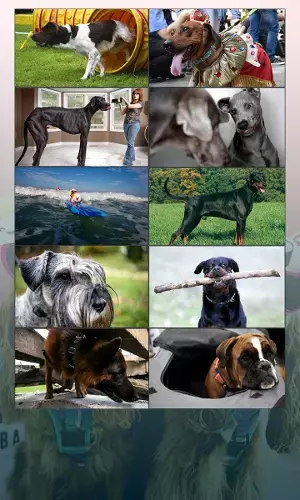10 Dog Breeds That Originated In Germany