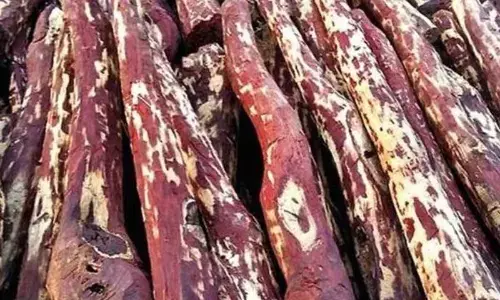 Red sanders busts only a tip of iceberg